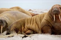 Циклы жизни: когда наступает духовная зрелость?