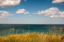 Растения и приметы: что принесёт счастье в дом?