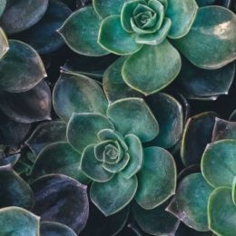 Как найти мужа: практические советы для одиноких дам