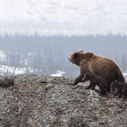 Стихи-поздравления на Новый Год, универсальные