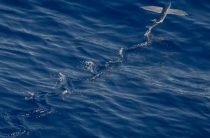 Надо быть лучше всех