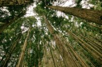 Отвар из овса: чем он полезен