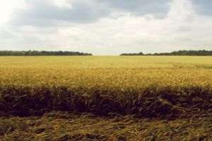 images Выйти замуж за 2 месяца